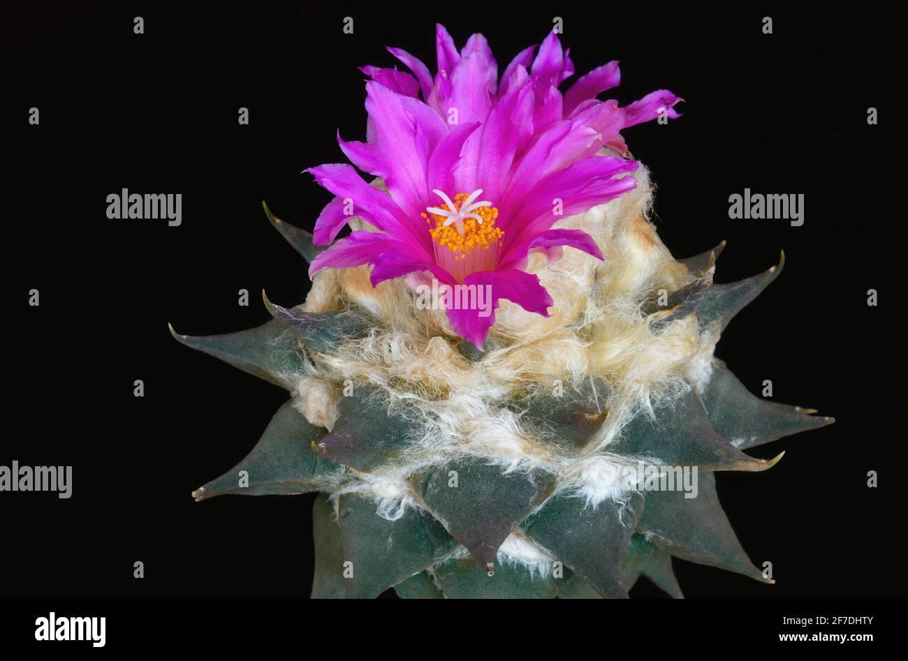 cactus ariocarpus confusus avec 'laine' et grande fleur magenta arrière-plan noir Banque D'Images