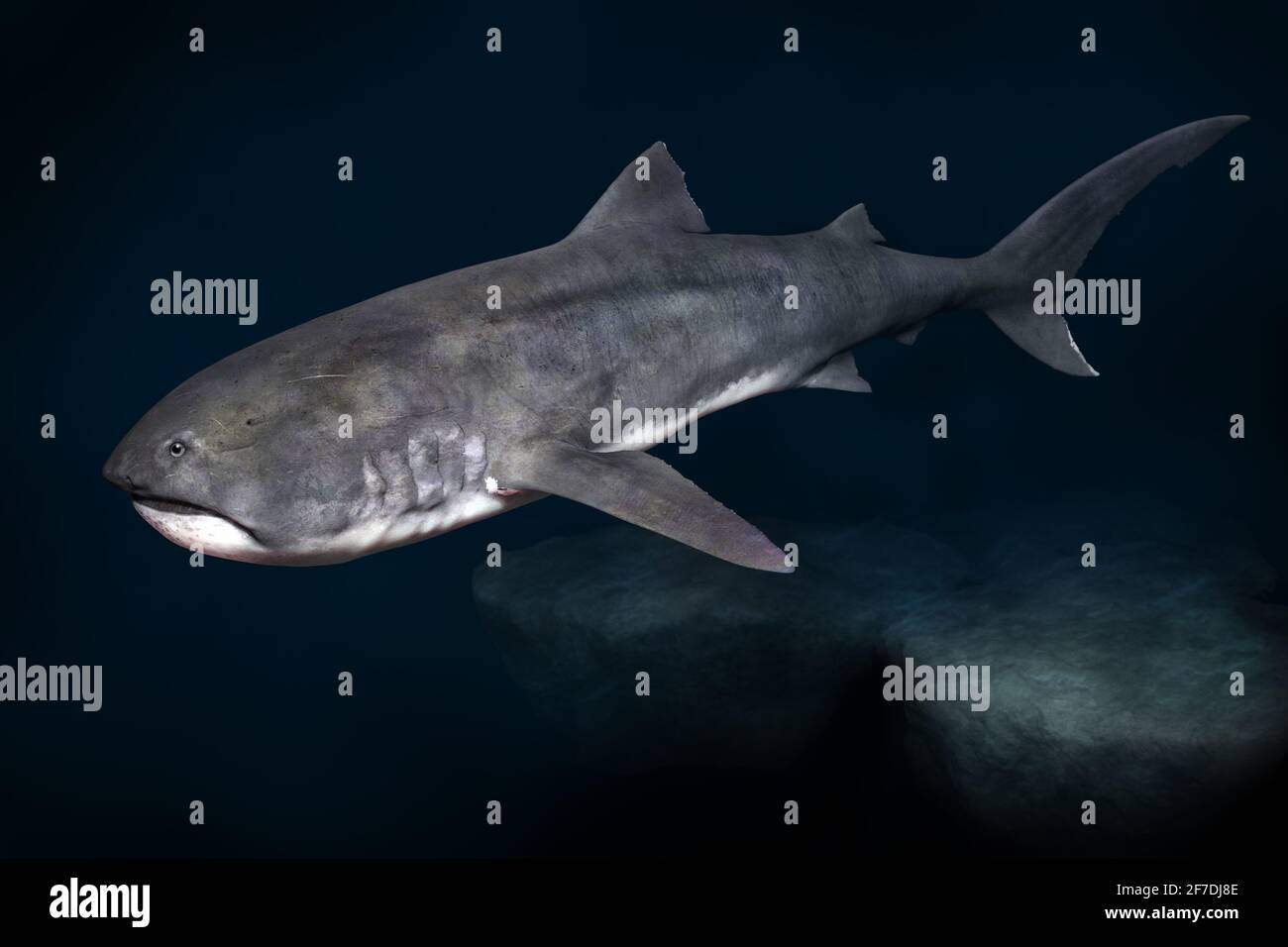 Requin de Megamouth, Megasma pelagios, nageant au-delà du mont marin profond. Banque D'Images