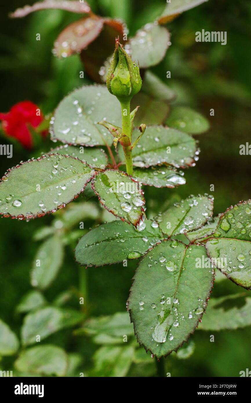 Fleur de rose rouge avec gouttes de pluie sur les feuilles de rose de fond. Roses fleurs en plein air. Copier l'espace. Banque D'Images