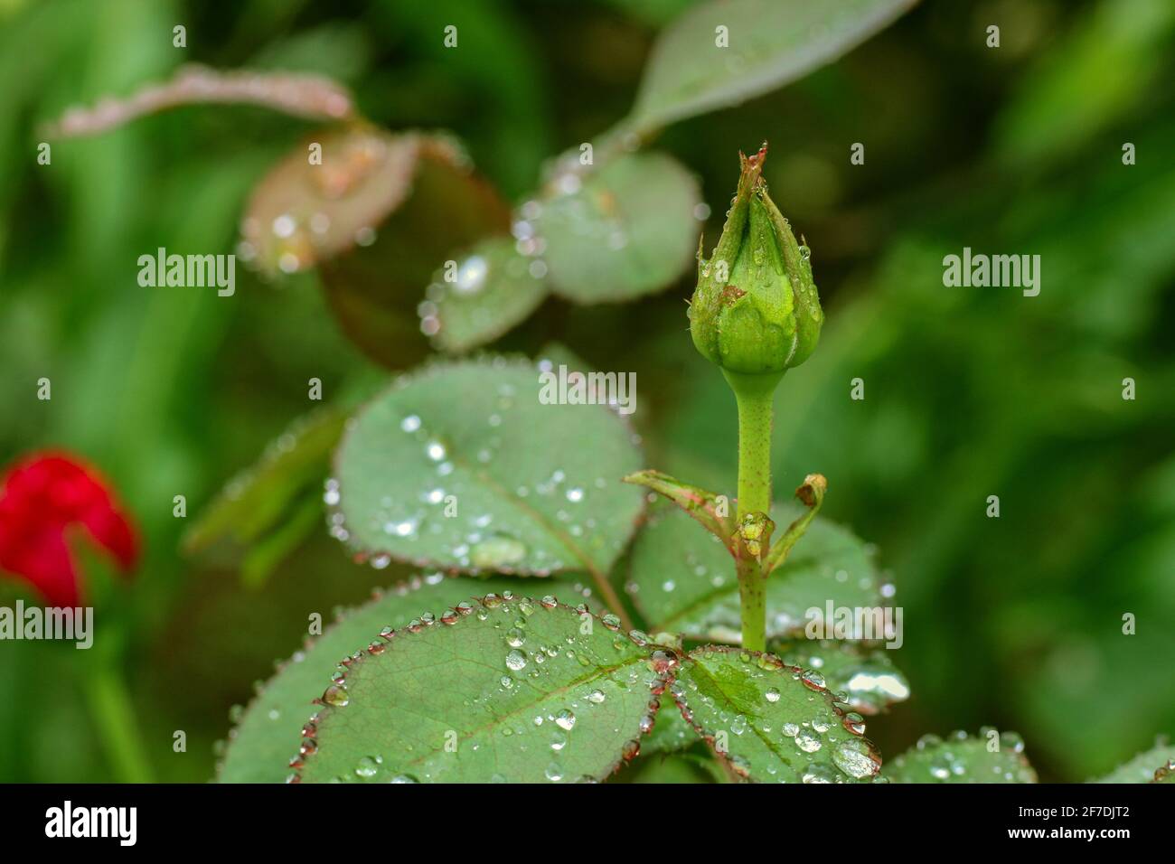 Fleur de rose rouge avec gouttes de pluie sur les feuilles de rose de fond. Roses fleurs en plein air. Copier l'espace. Banque D'Images