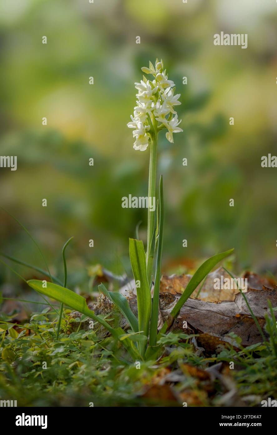 Dactylorhiza sulfurea, orchidée sauvage de la région méditerranéenne, Andalousie, Espagne. Banque D'Images