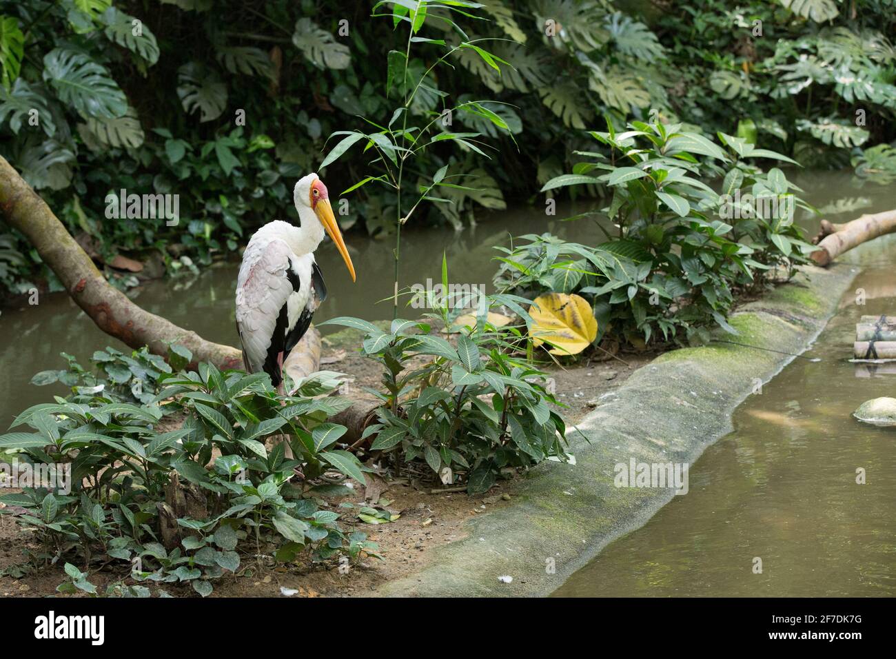 Un cigognes à bec jaune ( parfois appelé cigognes à bois ou ibis à bois ) sur le côté d'une rivière. Banque D'Images