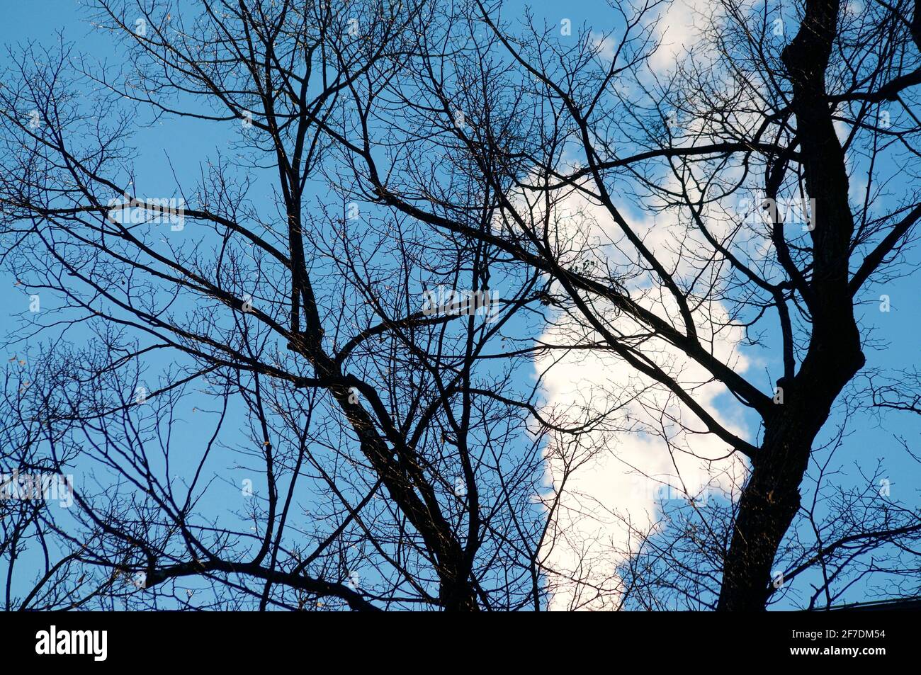 Silhouette de branches d'arbre dénudées contre le ciel bleu avec du blanc pollution fumée en arrière-plan Banque D'Images