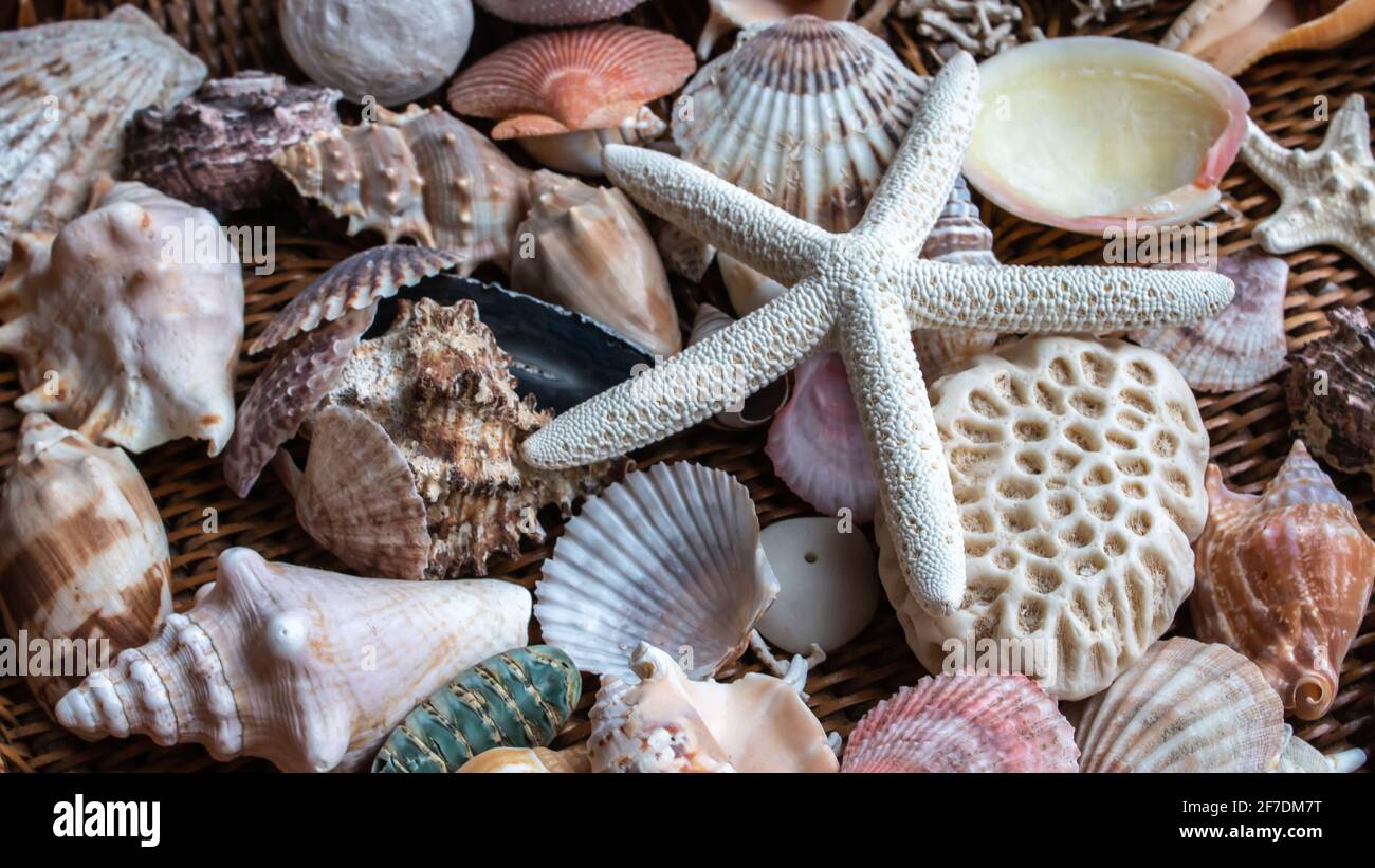 Un plateau pittoresque de coquillages colorés, dont des bivalves, des coquilles Saint-Jacques et des étoiles de mer, sur un porte-osier brun. Banque D'Images