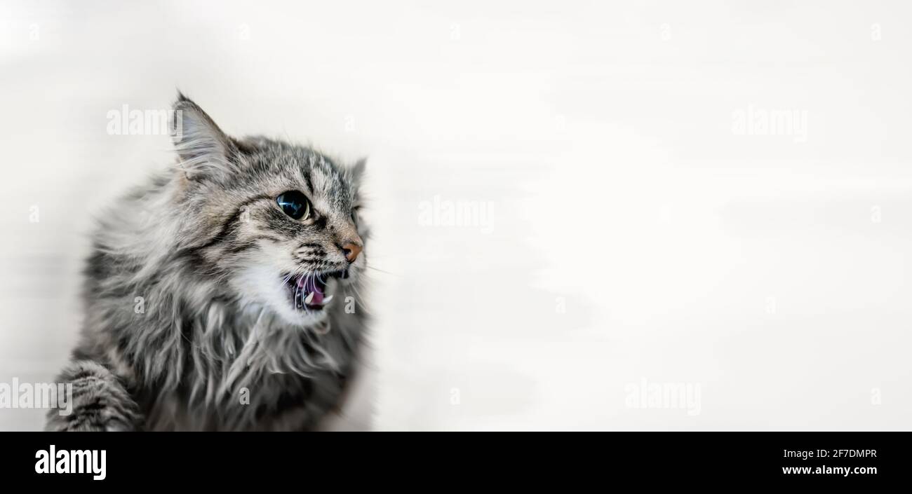 Portrait d'un chat gris agressif de Sibérie gros plan. Le chat grogne de façon agressive, montrant ses fangs. Espace de copie, bannière. Banque D'Images