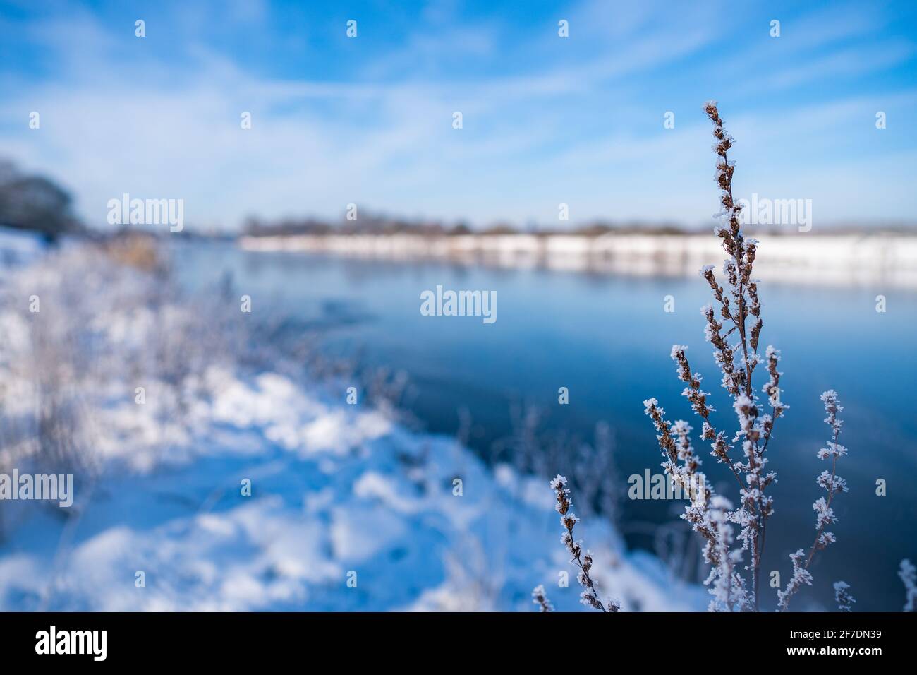 gros plan de l'herbe couverte de neige et de glace à beau rivière blanche enneigée appelée werdersee en hiver à brême Banque D'Images