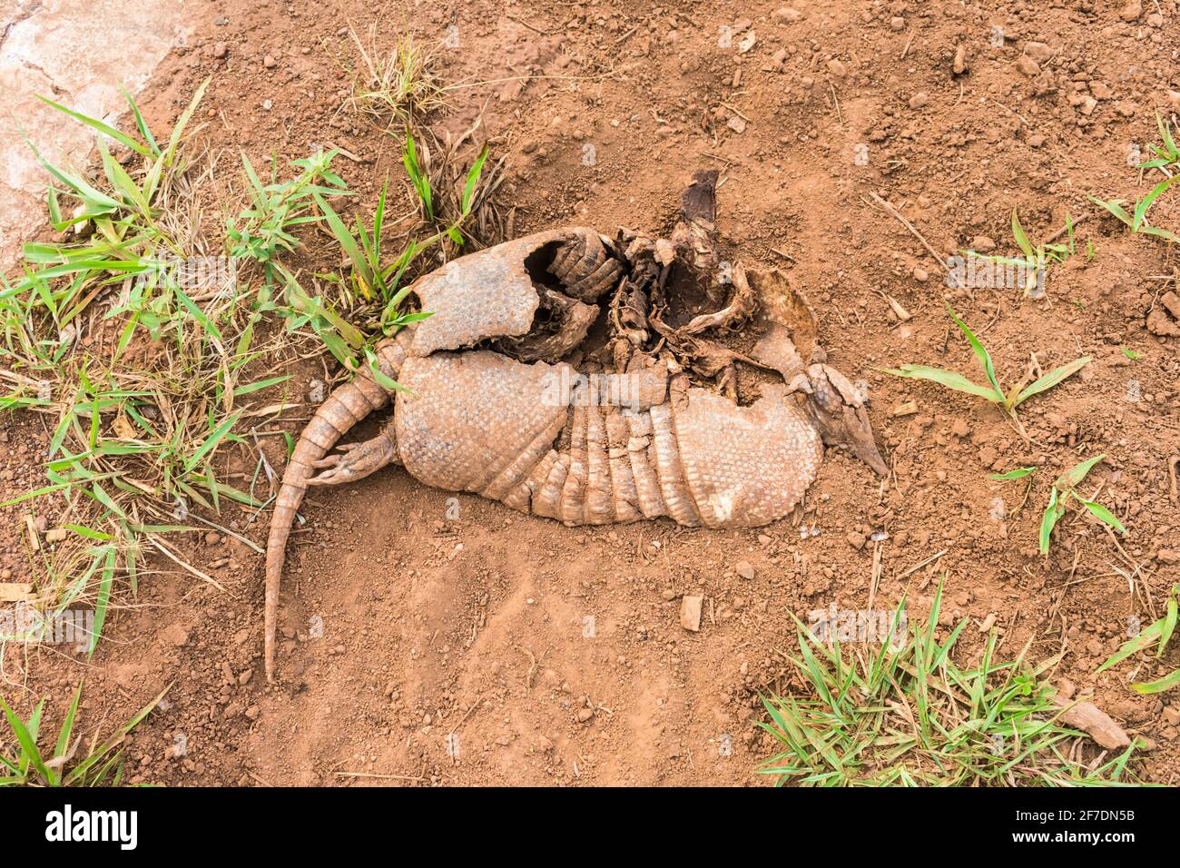 Carcasse d'un armadillo à long nez (Dasypus hybridus) du sud dans la province de Misiones, en Argentine Banque D'Images