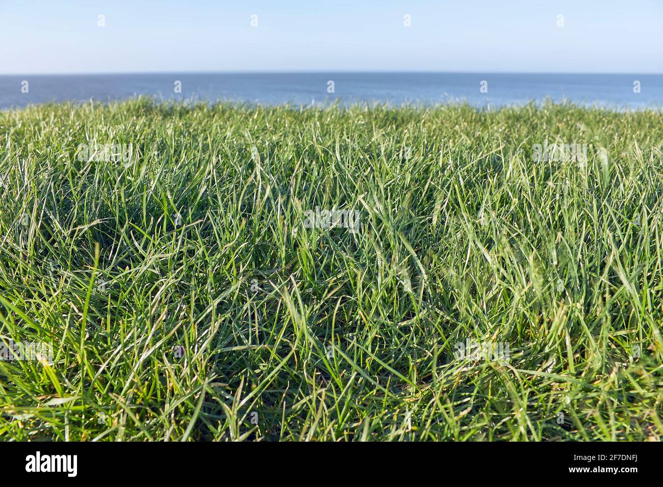 Photo abstraite de l'herbe, de la mer et du ciel en trois couches horizontales aux couleurs saturées. Image avec espace de copie et mise au point sélective. Banque D'Images