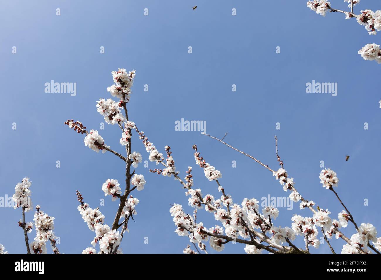 Branches d'abricots en pleine floraison à Wachau, Autriche avec beaucoup de fleurs blanches. Banque D'Images