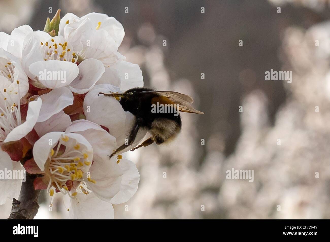 Mignonne petite abeille collectant le pollen des fleurs d'abricot blanc en pleine floraison. Banque D'Images