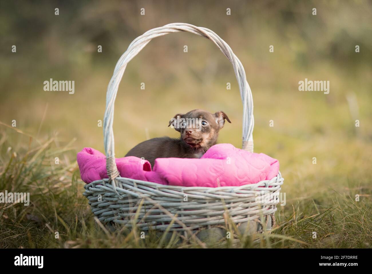 Chiot dans un panier Banque D'Images