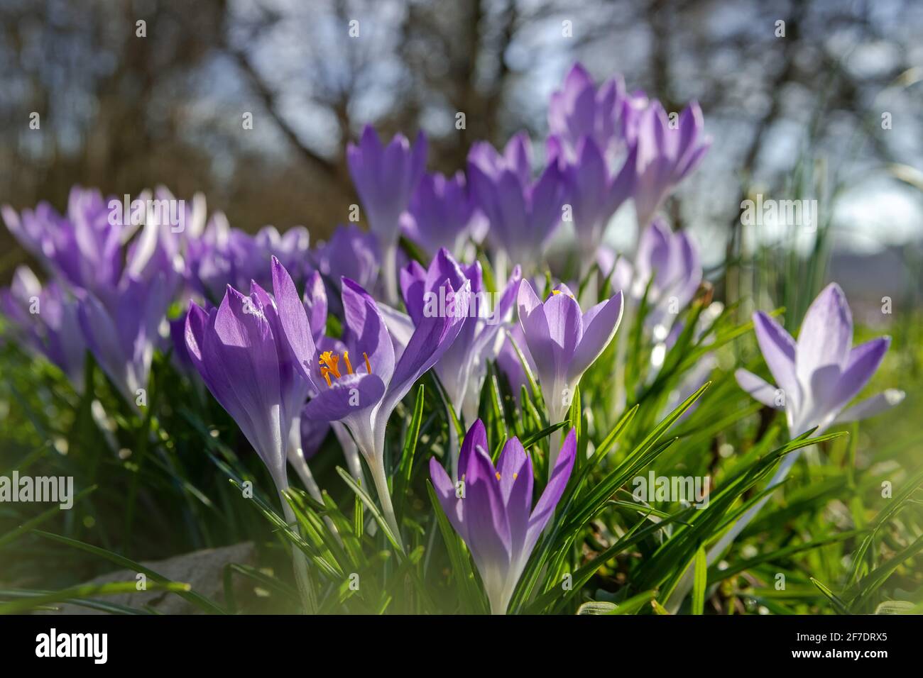 Fond de printemps avec fleurs de crocodiles violets fleuries au début du printemps. Crocus Iridaceae (famille Iris) Banque D'Images