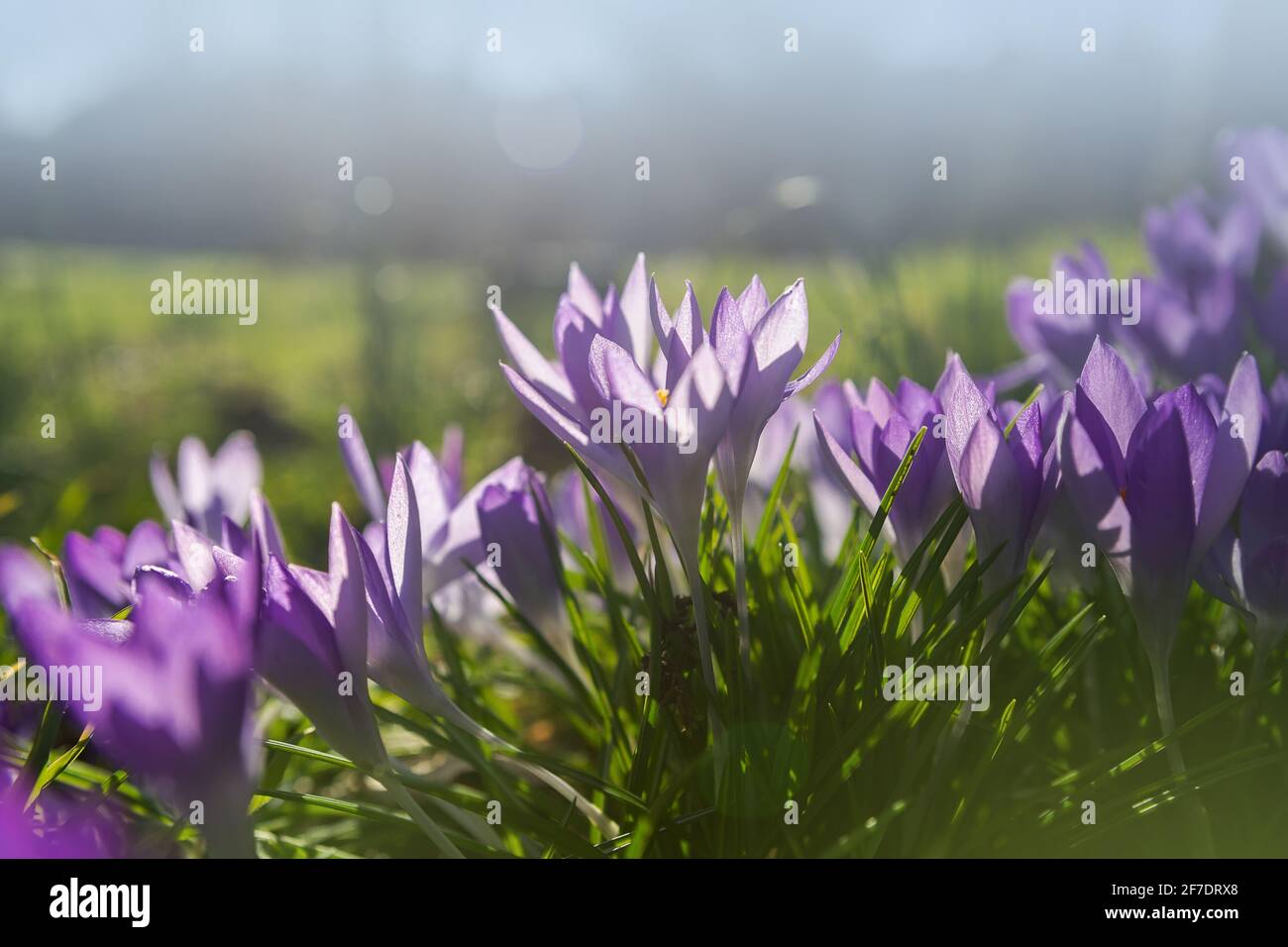 Fond de printemps avec fleurs de crocodiles violets fleuries au début du printemps. Crocus Iridaceae (famille Iris) Banque D'Images