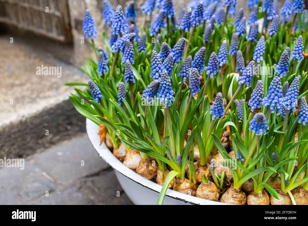Fleurs de muscari bleues (jacinthe de raisin) au printemps, dans un pot de fleurs Banque D'Images