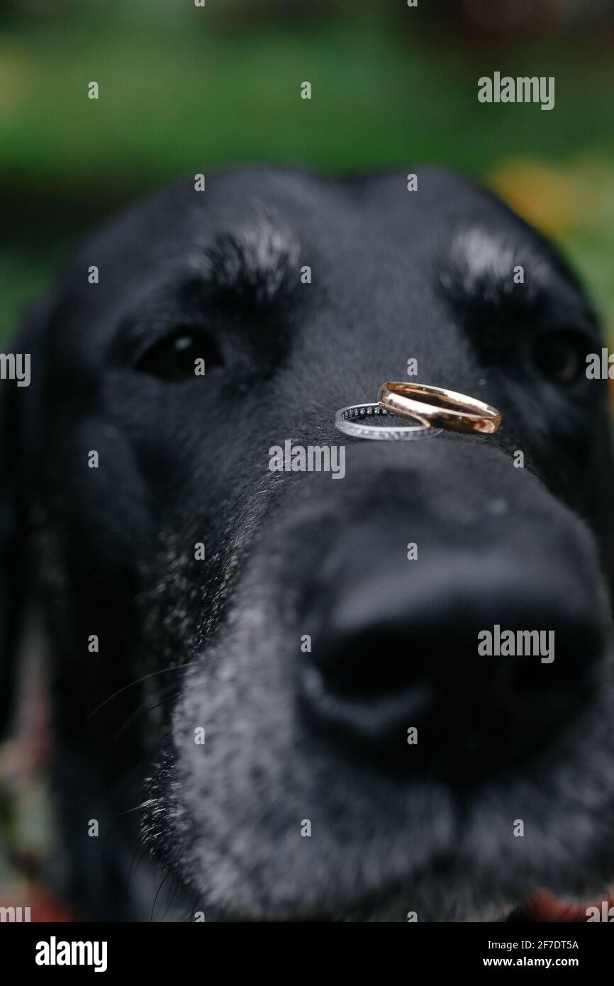Chien noir avec anneaux de mariage sur son nez Banque D'Images