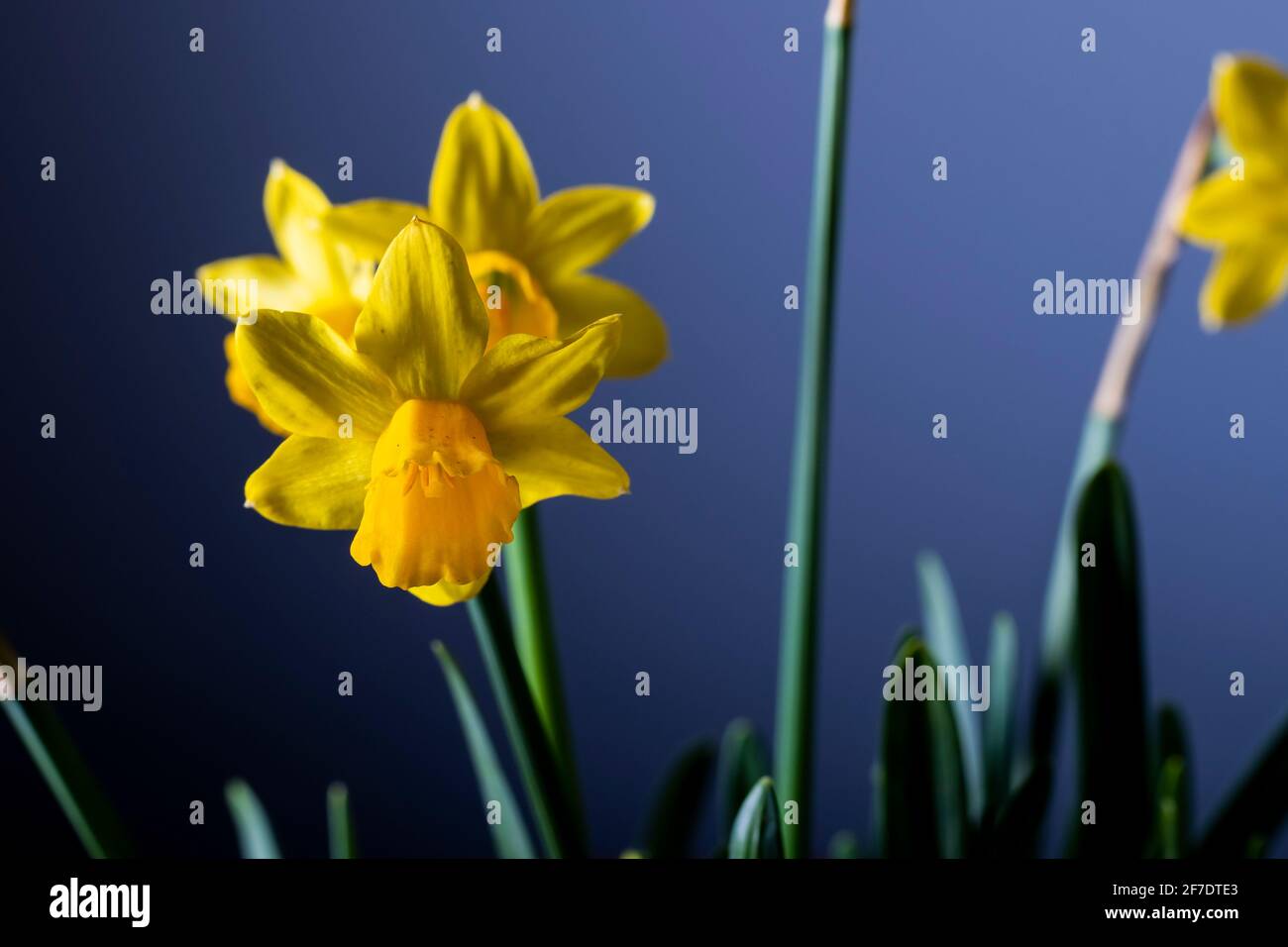 Fleurs de narcisse jaunes en bouquet de fleurs sur fond bleu Banque D'Images