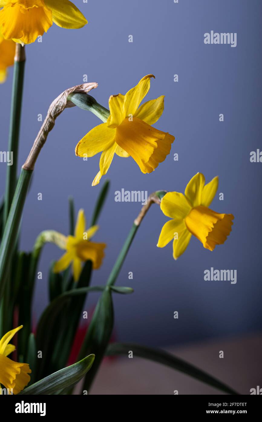 Fleurs de narcisse jaunes en bouquet de fleurs sur fond bleu Banque D'Images