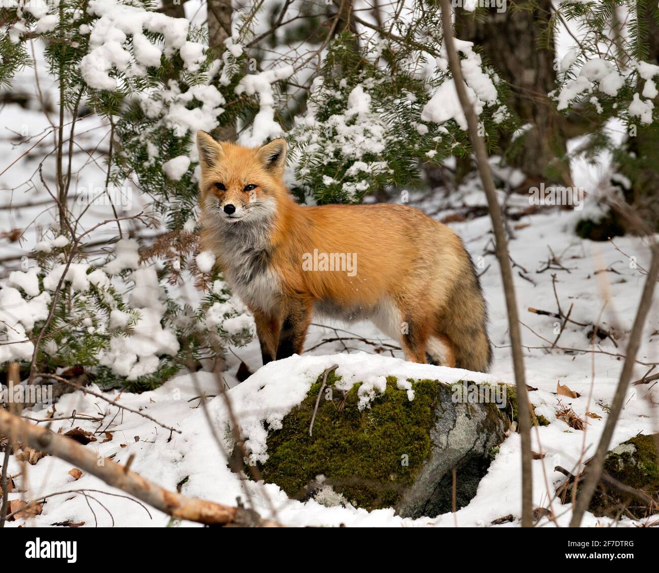 Vue en gros plan du renard rouge en hiver, debout sur une roche de mousse avec un fond de forêt flou et appréciant son habitat. Fox image. Image. Banque D'Images