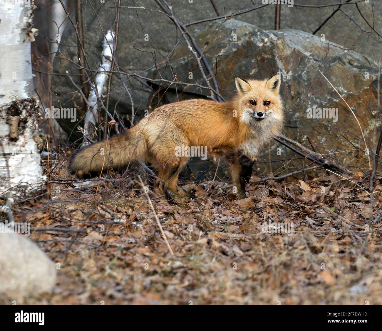 Profil en gros plan de Red Fox vue latérale regardant l'appareil photo au printemps avec un arrière-plan de roche floue dans son environnement et son habitat. Image. Portrait Banque D'Images