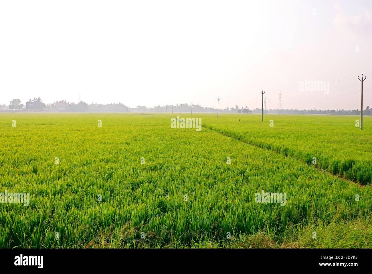 riz vert en une journée ensoleillée Banque D'Images