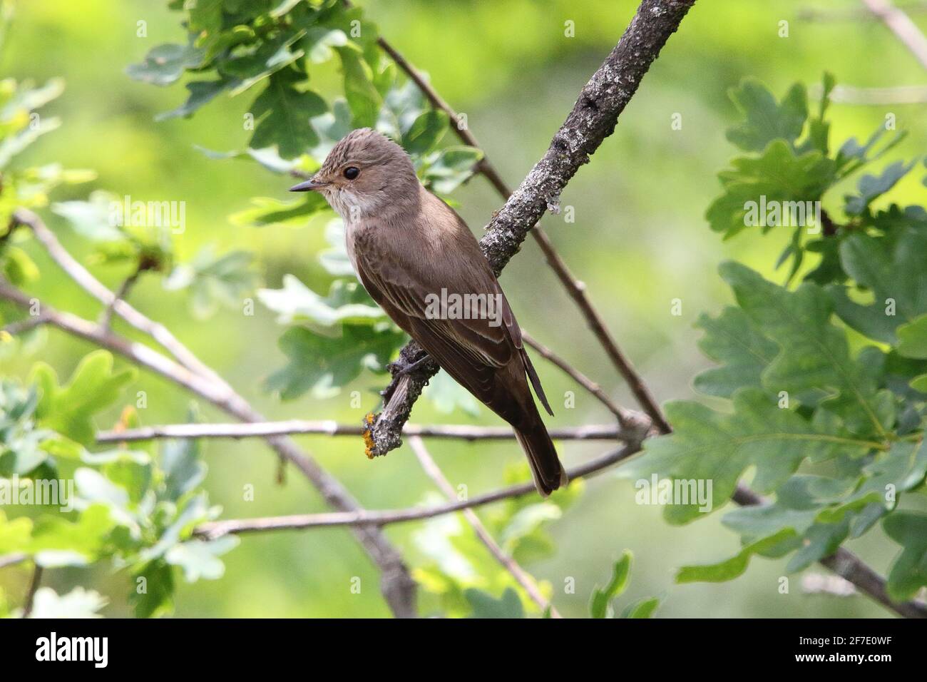 Moussapa striata (Muscicapa striata) dans un habitat naturel Banque D'Images