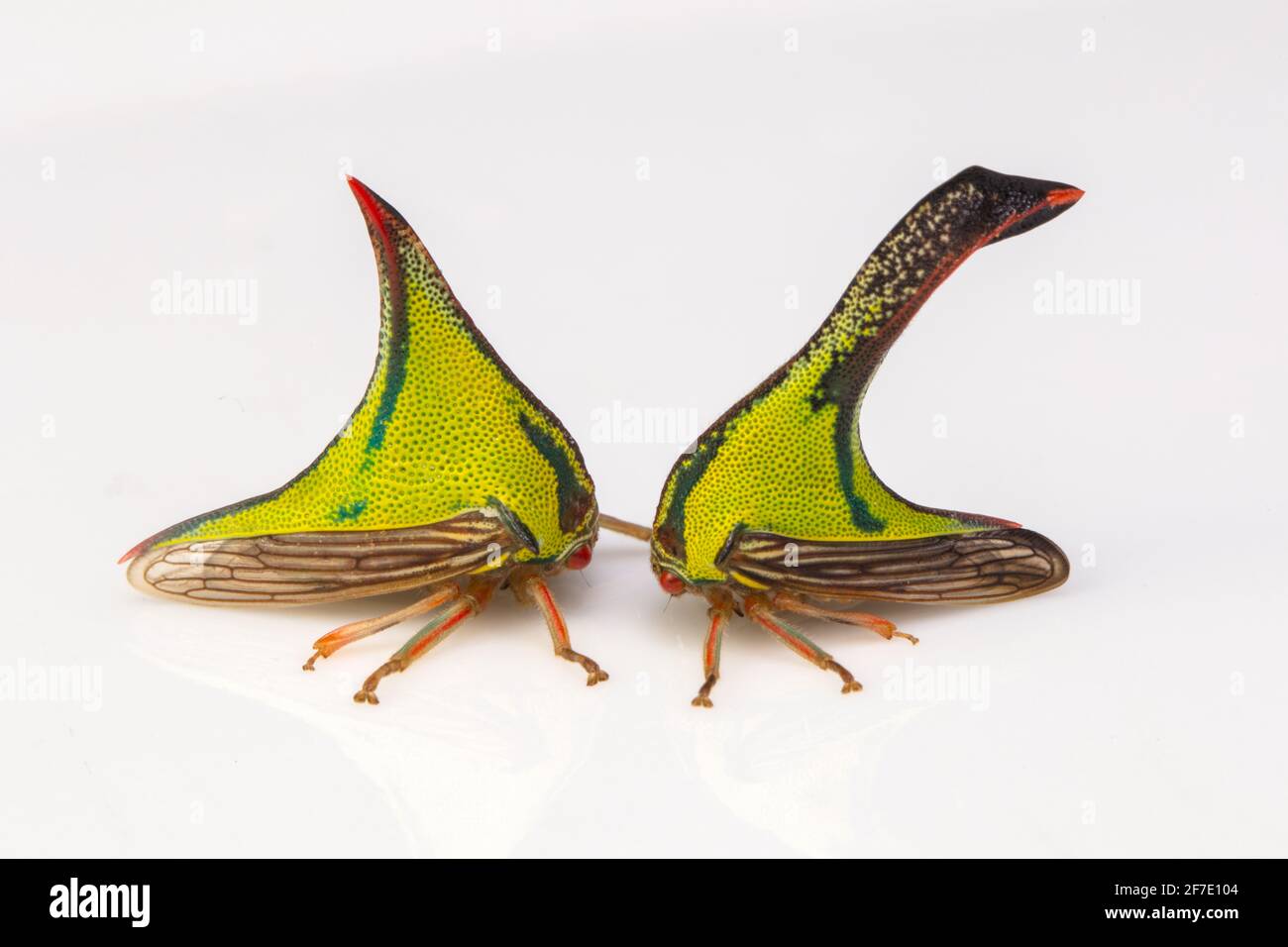 Thorn Treebellers, Umbonia crassicornis, mâle à droite et femelle à gauche. Banque D'Images