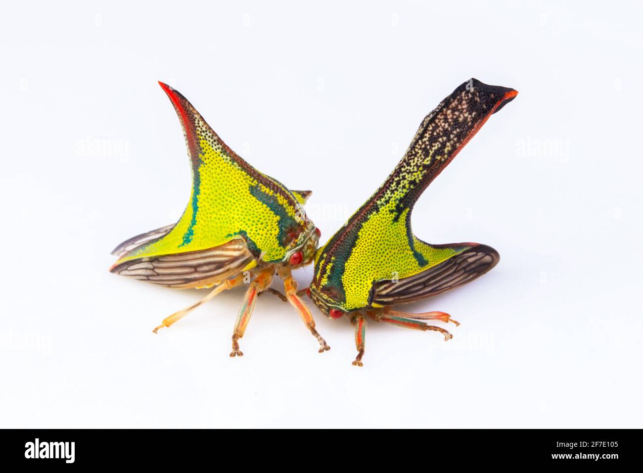 Thorn Treebellers, Umbonia crassicornis, mâle à droite et femelle à gauche. Banque D'Images