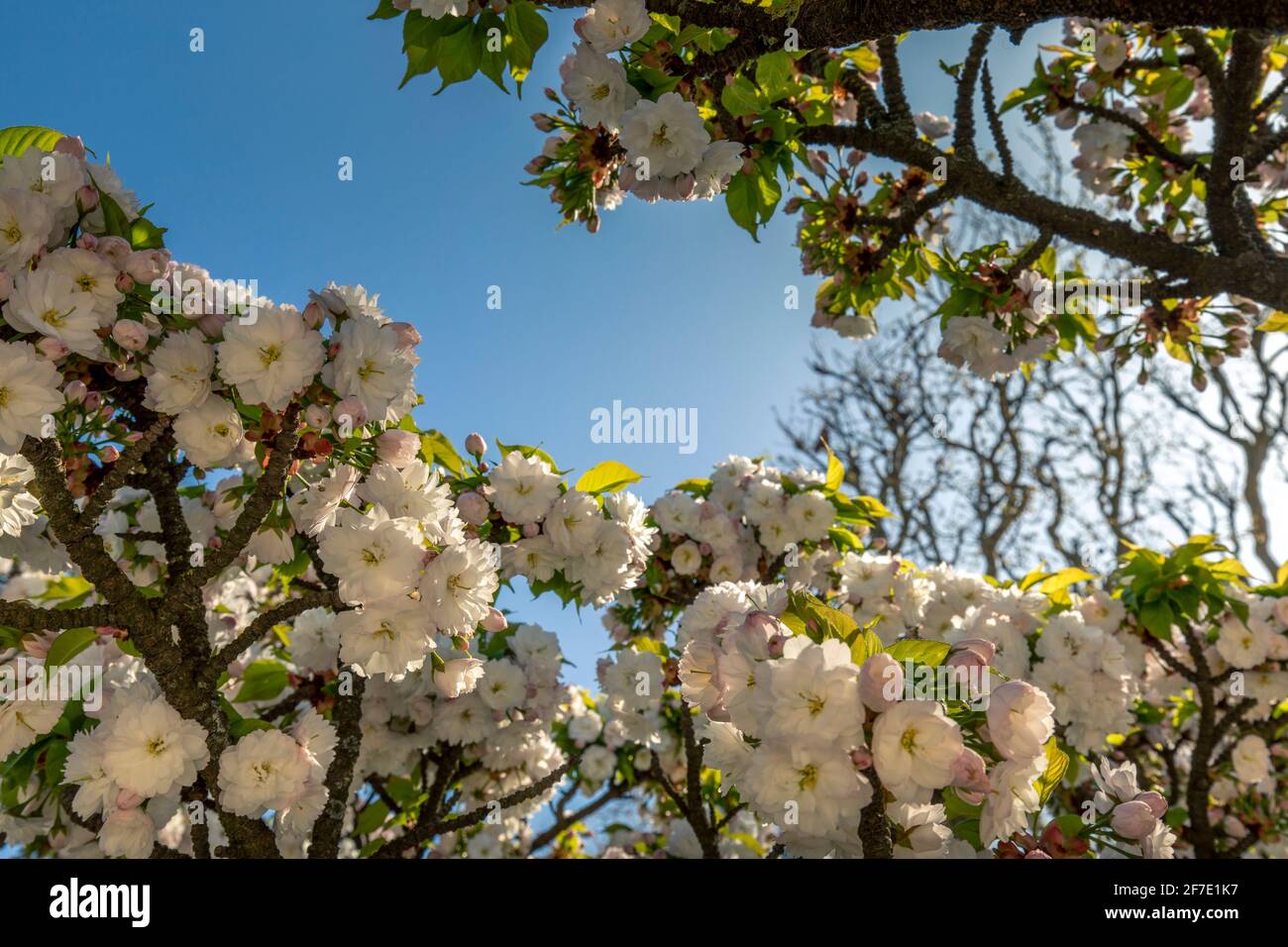 Paris, France - 31 mars 2021 : magnifique cerisier blanc en fleurs au jardin des plantes à Paris, le jour de mars au printemps ensoleillé Banque D'Images