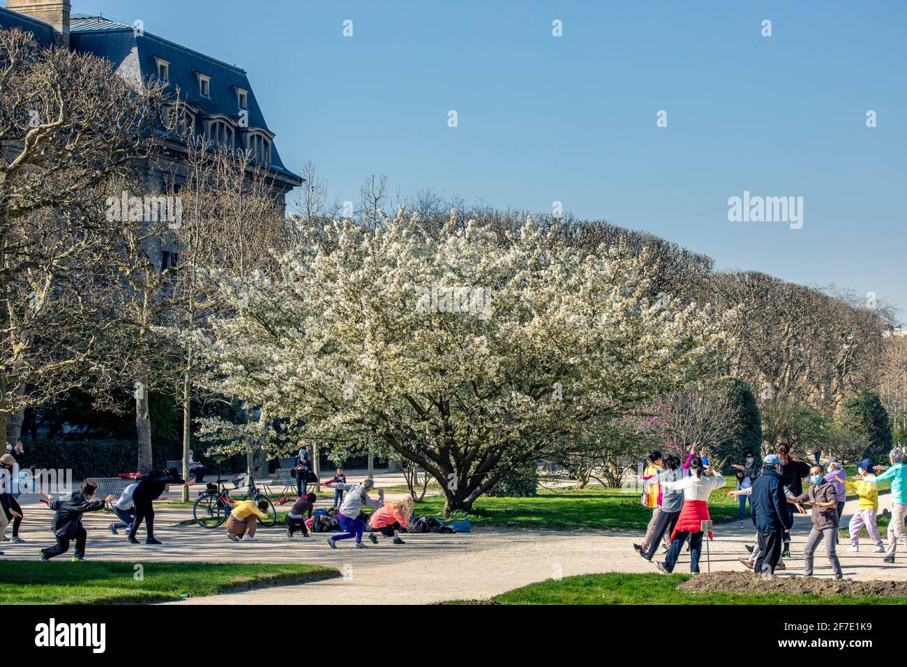 Paris, France - 31 mars 2021 : magnifique cerisier blanc en fleurs au jardin des plantes à Paris, le jour de mars au printemps ensoleillé Banque D'Images
