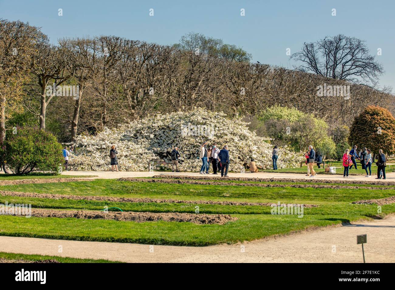 Paris, France - 31 mars 2021 : magnifique cerisier blanc en fleurs au jardin des plantes à Paris, le jour de mars au printemps ensoleillé Banque D'Images