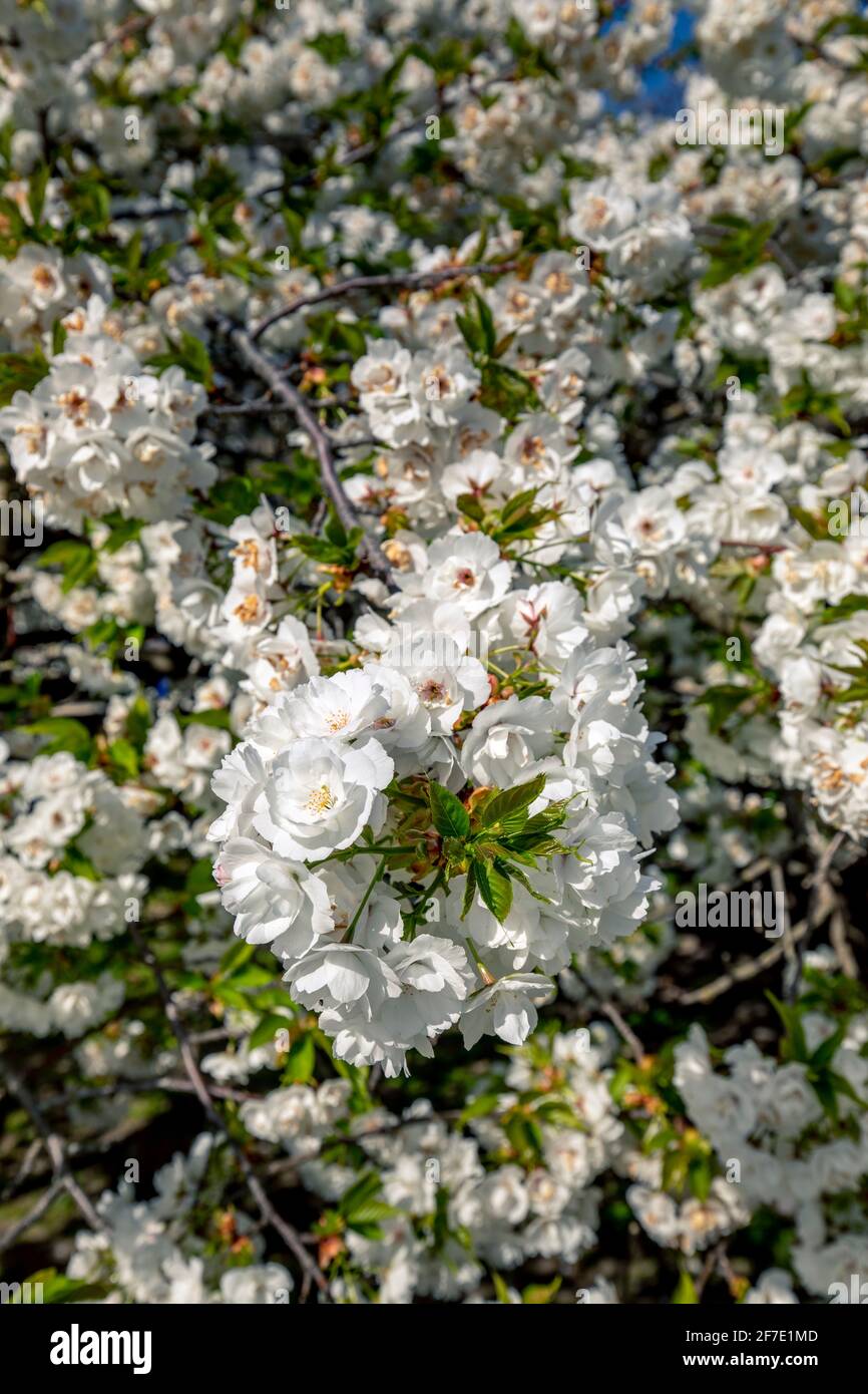 Paris, France - 31 mars 2021 : magnifique cerisier blanc en fleurs au jardin des plantes à Paris, le jour de mars au printemps ensoleillé Banque D'Images