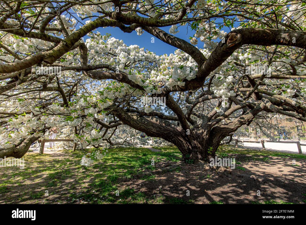 Paris, France - 31 mars 2021 : magnifique cerisier blanc en fleurs au jardin des plantes à Paris, le jour de mars au printemps ensoleillé Banque D'Images