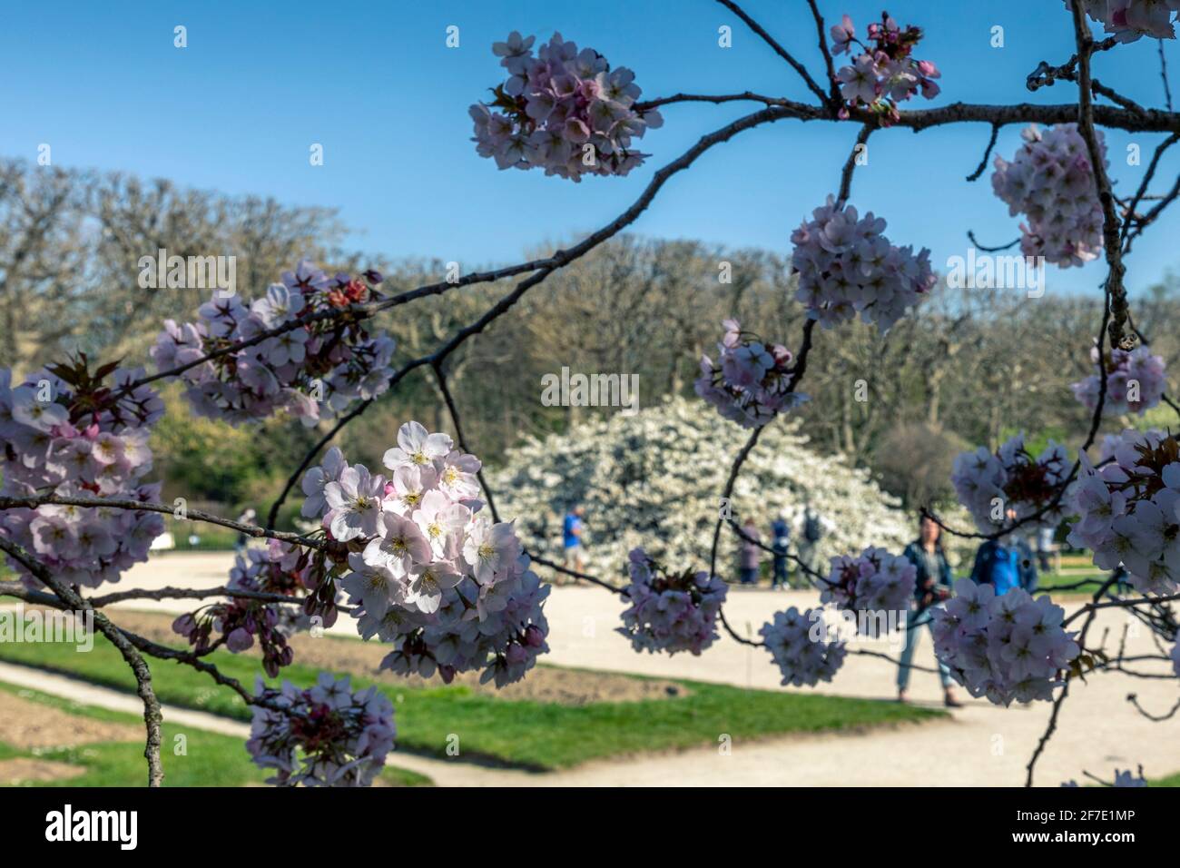 Paris, France - 31 mars 2021 : magnifique cerisier blanc en fleurs au jardin des plantes à Paris, le jour de mars au printemps ensoleillé Banque D'Images