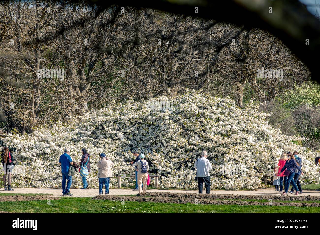 Paris, France - 31 mars 2021 : magnifique cerisier blanc en fleurs au jardin des plantes à Paris, le jour de mars au printemps ensoleillé Banque D'Images