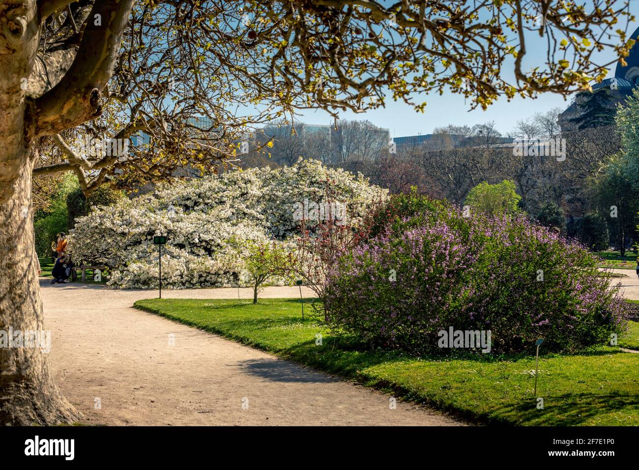 Paris, France - 31 mars 2021 : magnifique cerisier blanc en fleurs au jardin des plantes à Paris, le jour de mars au printemps ensoleillé Banque D'Images