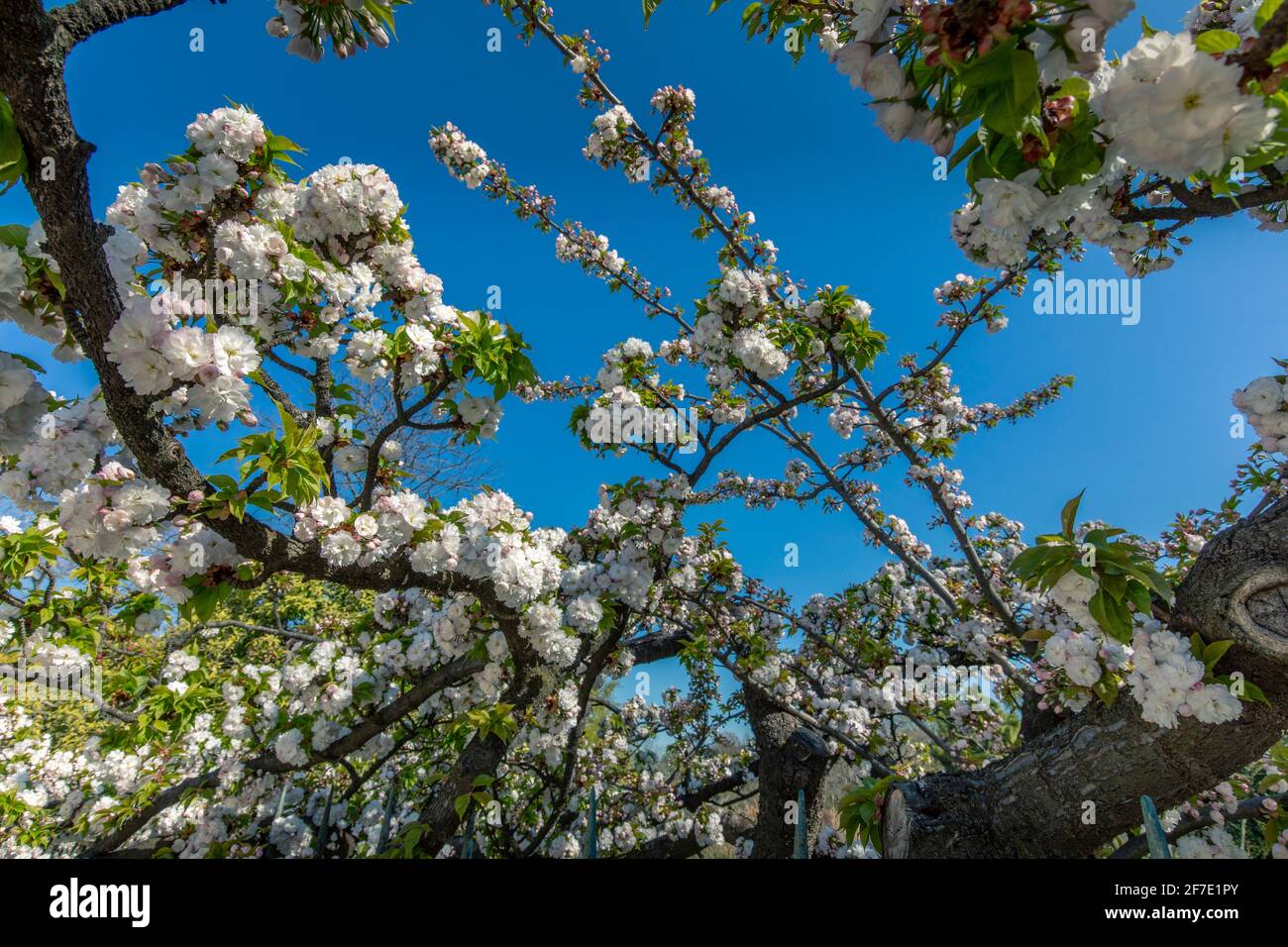 Paris, France - 31 mars 2021 : magnifique cerisier blanc en fleurs au jardin des plantes à Paris, le jour de mars au printemps ensoleillé Banque D'Images