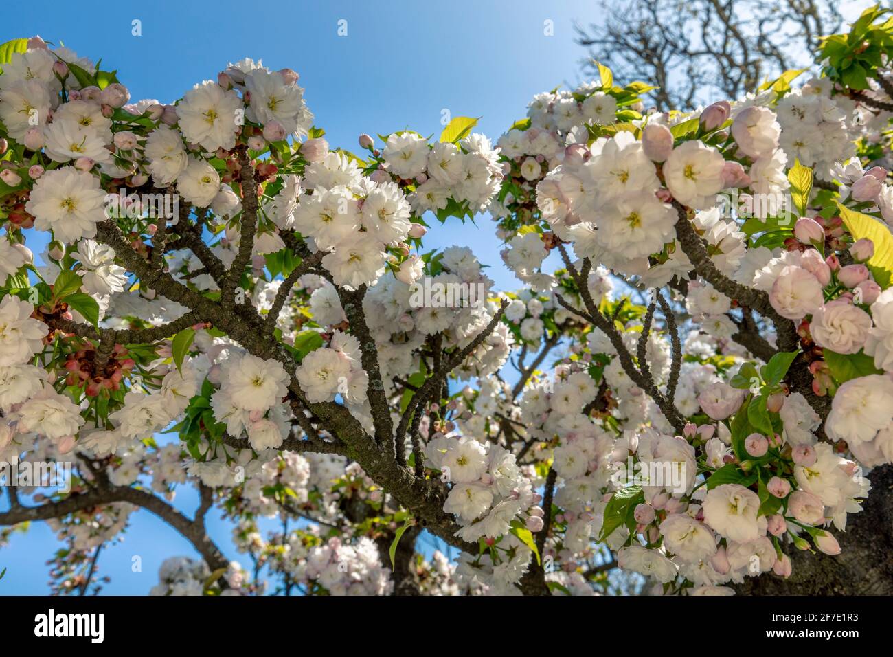 Paris, France - 31 mars 2021 : magnifique cerisier blanc en fleurs au jardin des plantes à Paris, le jour de mars au printemps ensoleillé Banque D'Images
