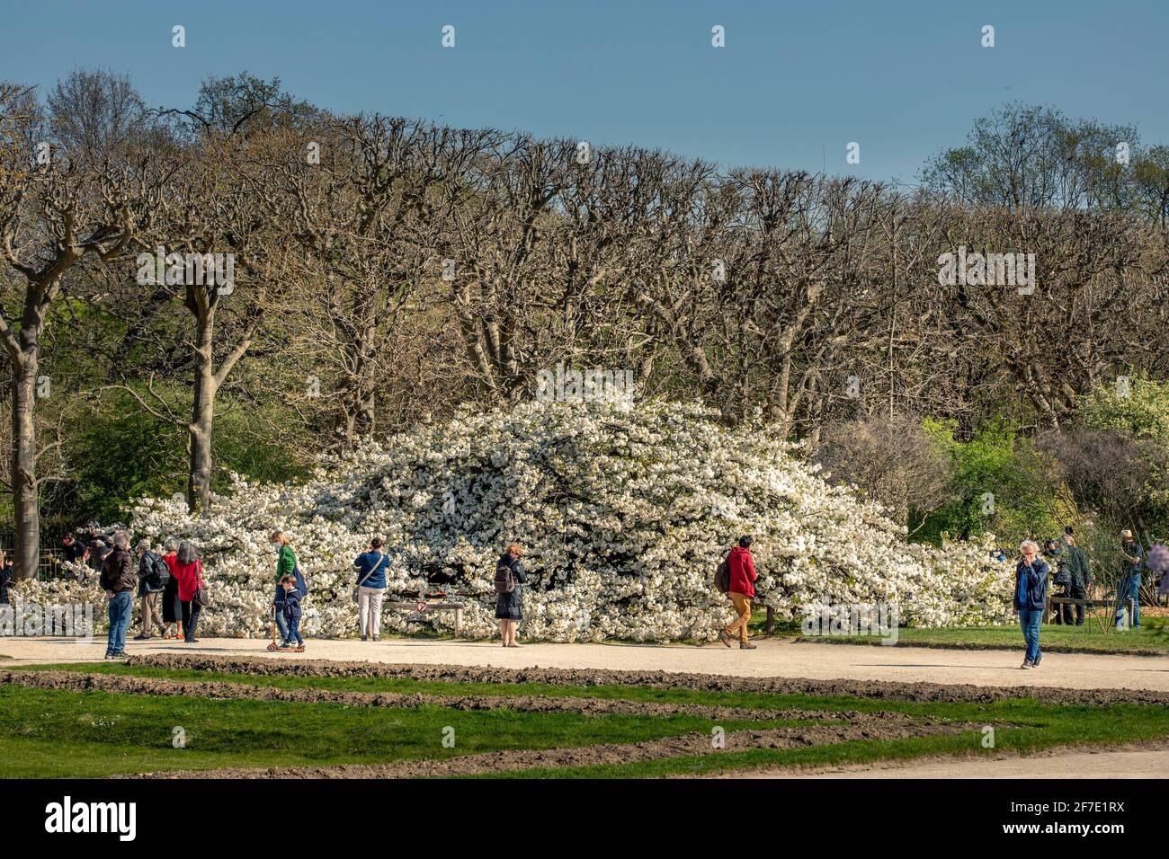 Paris, France - 31 mars 2021 : magnifique cerisier blanc en fleurs au jardin des plantes à Paris, le jour de mars au printemps ensoleillé Banque D'Images
