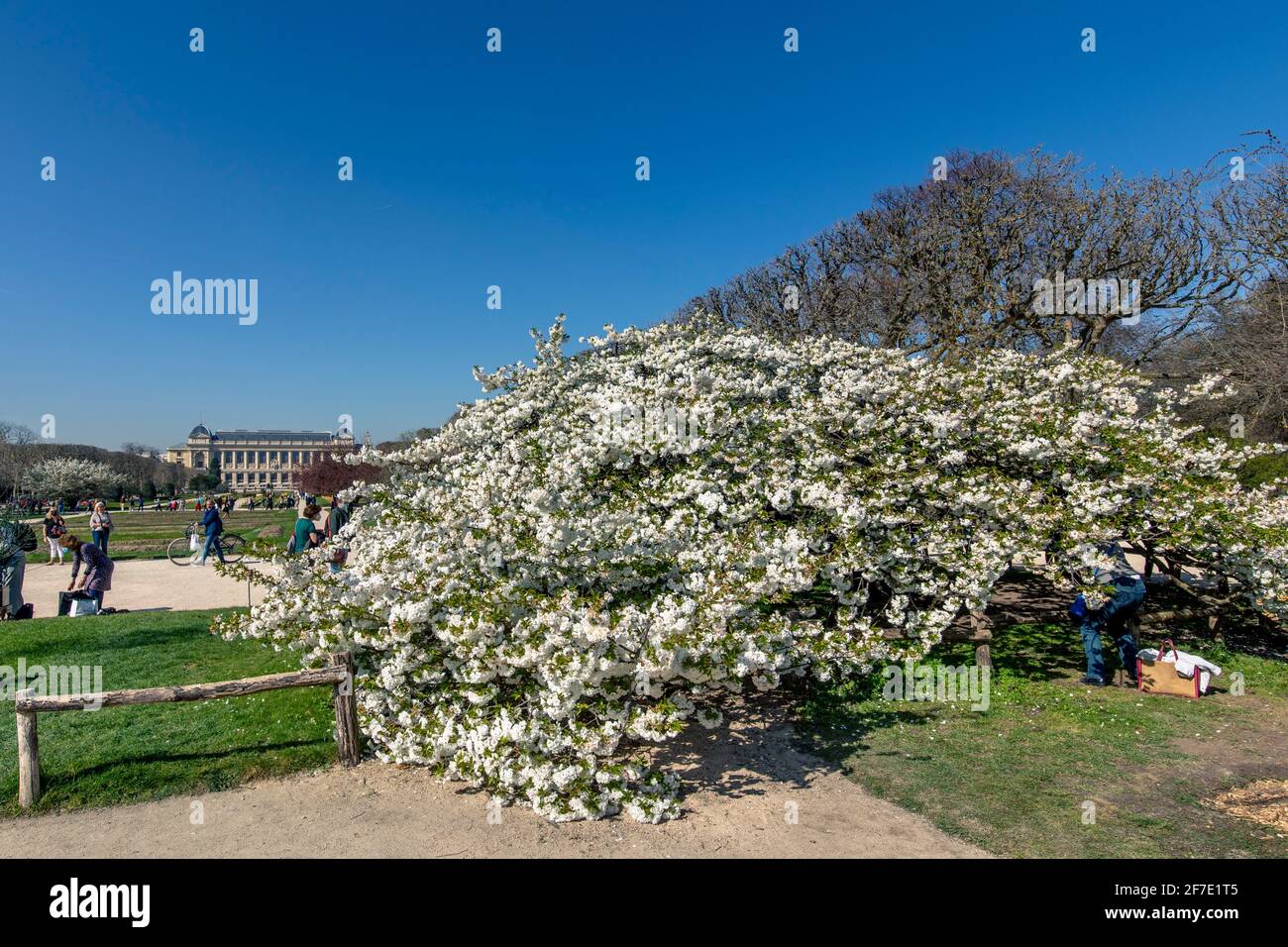 Paris, France - 31 mars 2021 : magnifique cerisier blanc en fleurs au jardin des plantes à Paris, le jour de mars au printemps ensoleillé Banque D'Images