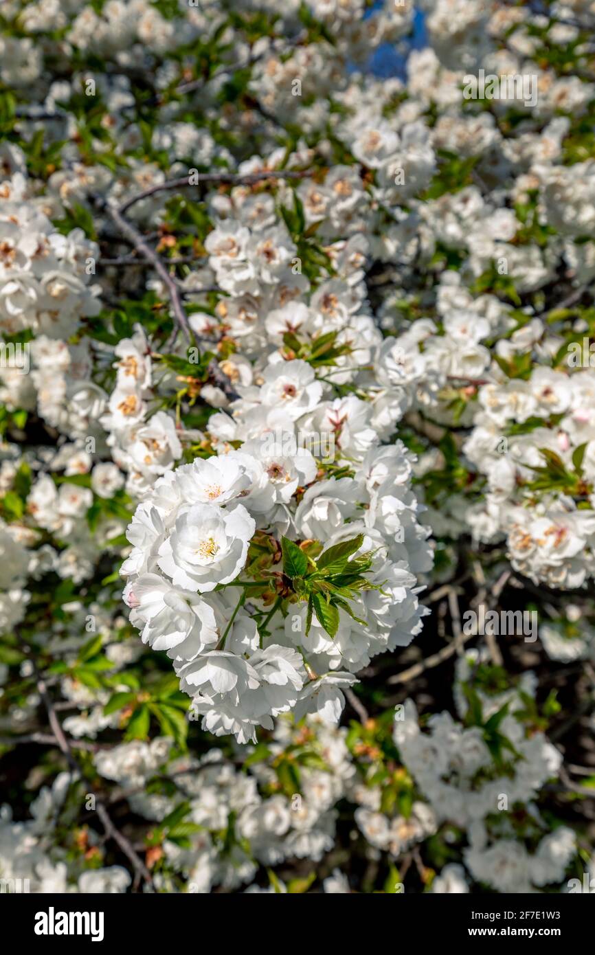 Paris, France - 31 mars 2021 : magnifique cerisier blanc en fleurs au jardin des plantes à Paris, le jour de mars au printemps ensoleillé Banque D'Images