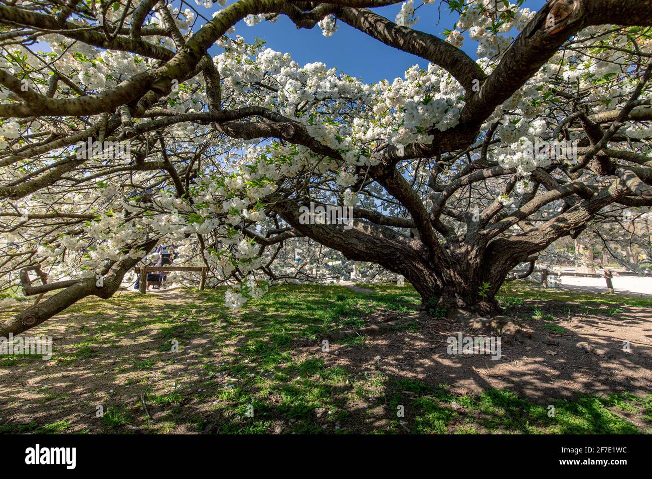 Paris, France - 31 mars 2021 : magnifique cerisier blanc en fleurs au jardin des plantes à Paris, le jour de mars au printemps ensoleillé Banque D'Images