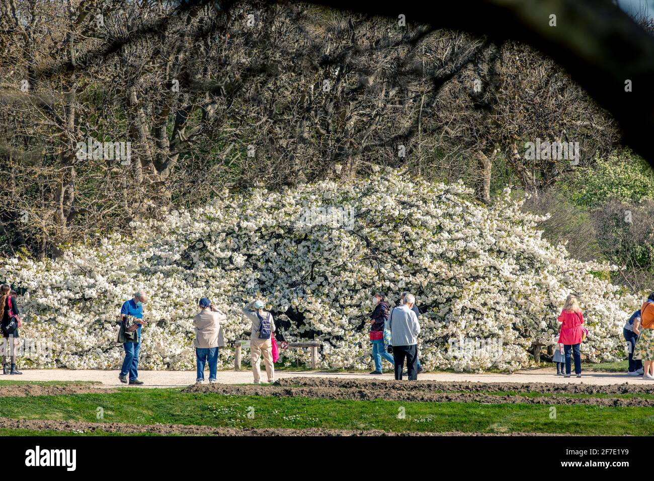 Paris, France - 31 mars 2021 : magnifique cerisier blanc en fleurs au jardin des plantes à Paris, le jour de mars au printemps ensoleillé Banque D'Images