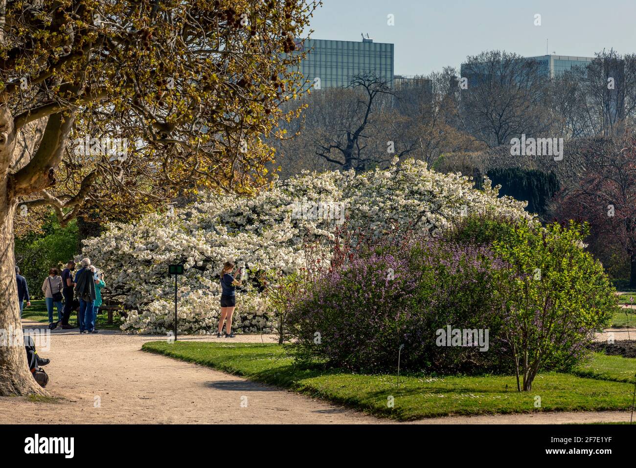Paris, France - 31 mars 2021 : magnifique cerisier blanc en fleurs au jardin des plantes à Paris, le jour de mars au printemps ensoleillé Banque D'Images