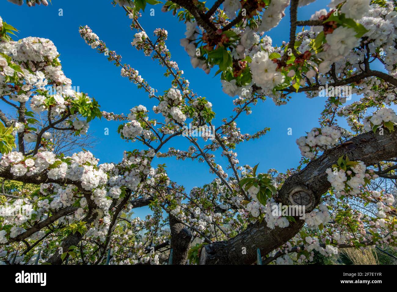Paris, France - 31 mars 2021 : magnifique cerisier blanc en fleurs au jardin des plantes à Paris, le jour de mars au printemps ensoleillé Banque D'Images