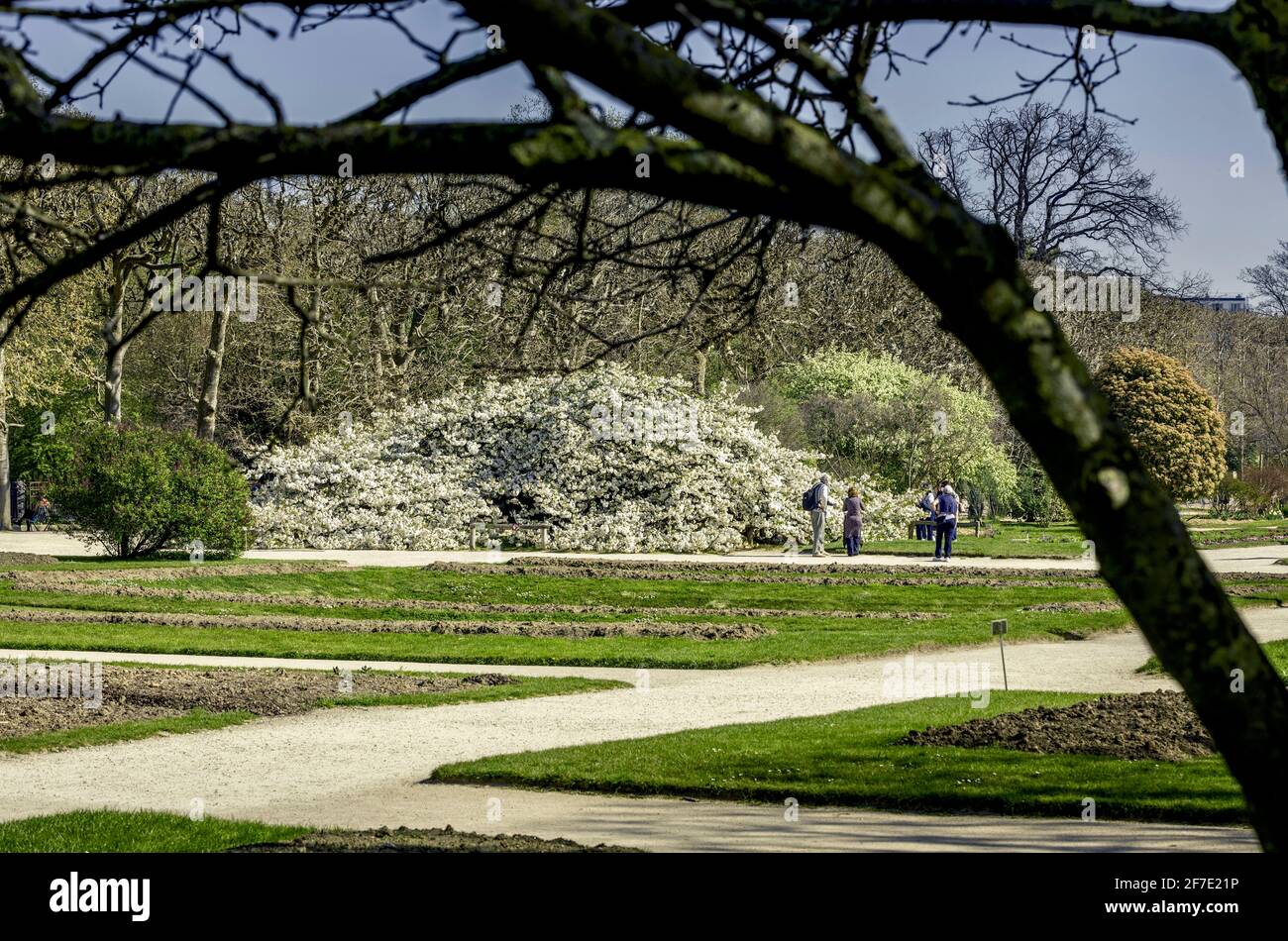 Paris, France - 31 mars 2021 : magnifique cerisier blanc en fleurs au jardin des plantes à Paris, le jour de mars au printemps ensoleillé Banque D'Images