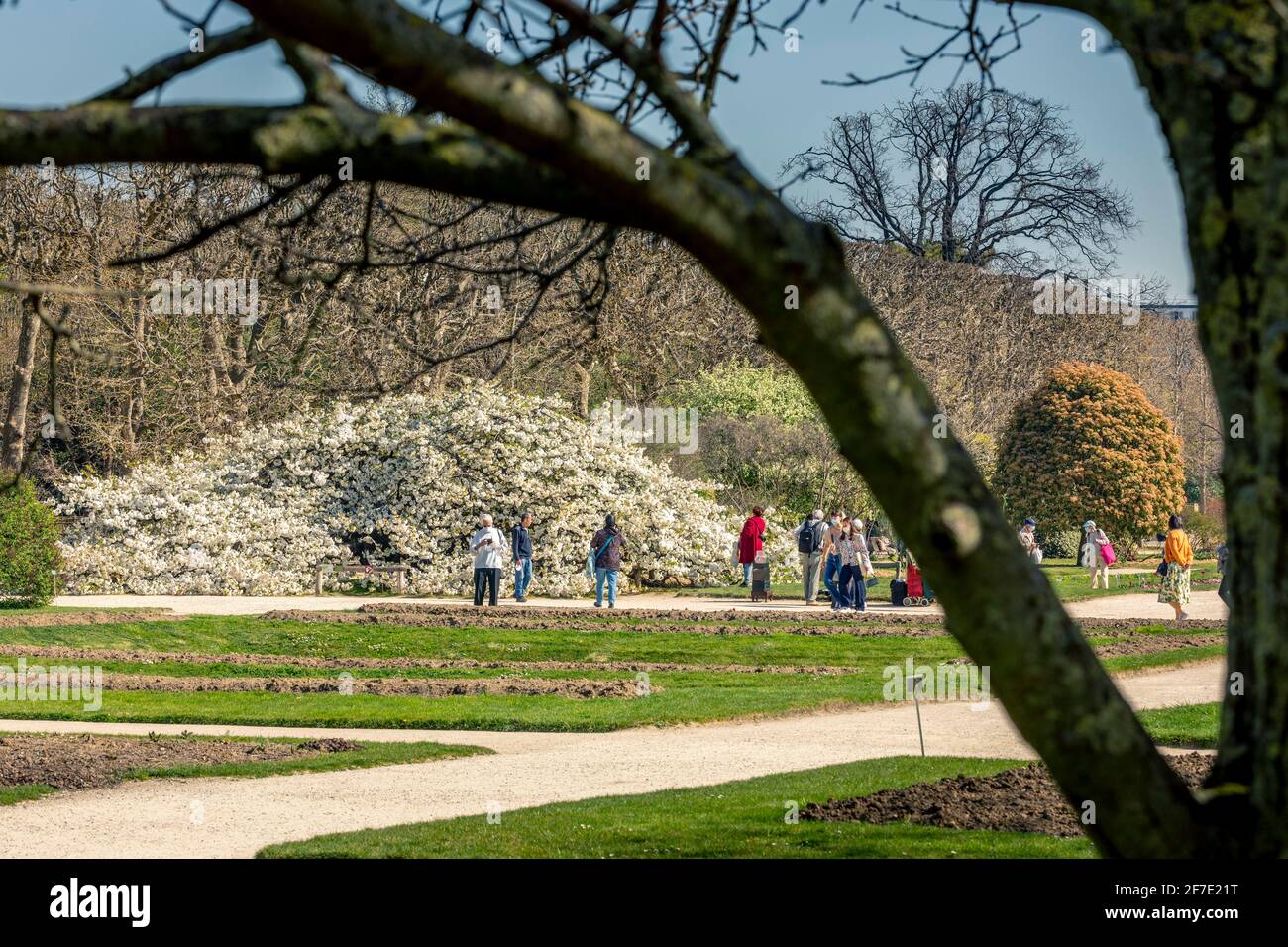Paris, France - 31 mars 2021 : magnifique cerisier blanc en fleurs au jardin des plantes à Paris, le jour de mars au printemps ensoleillé Banque D'Images