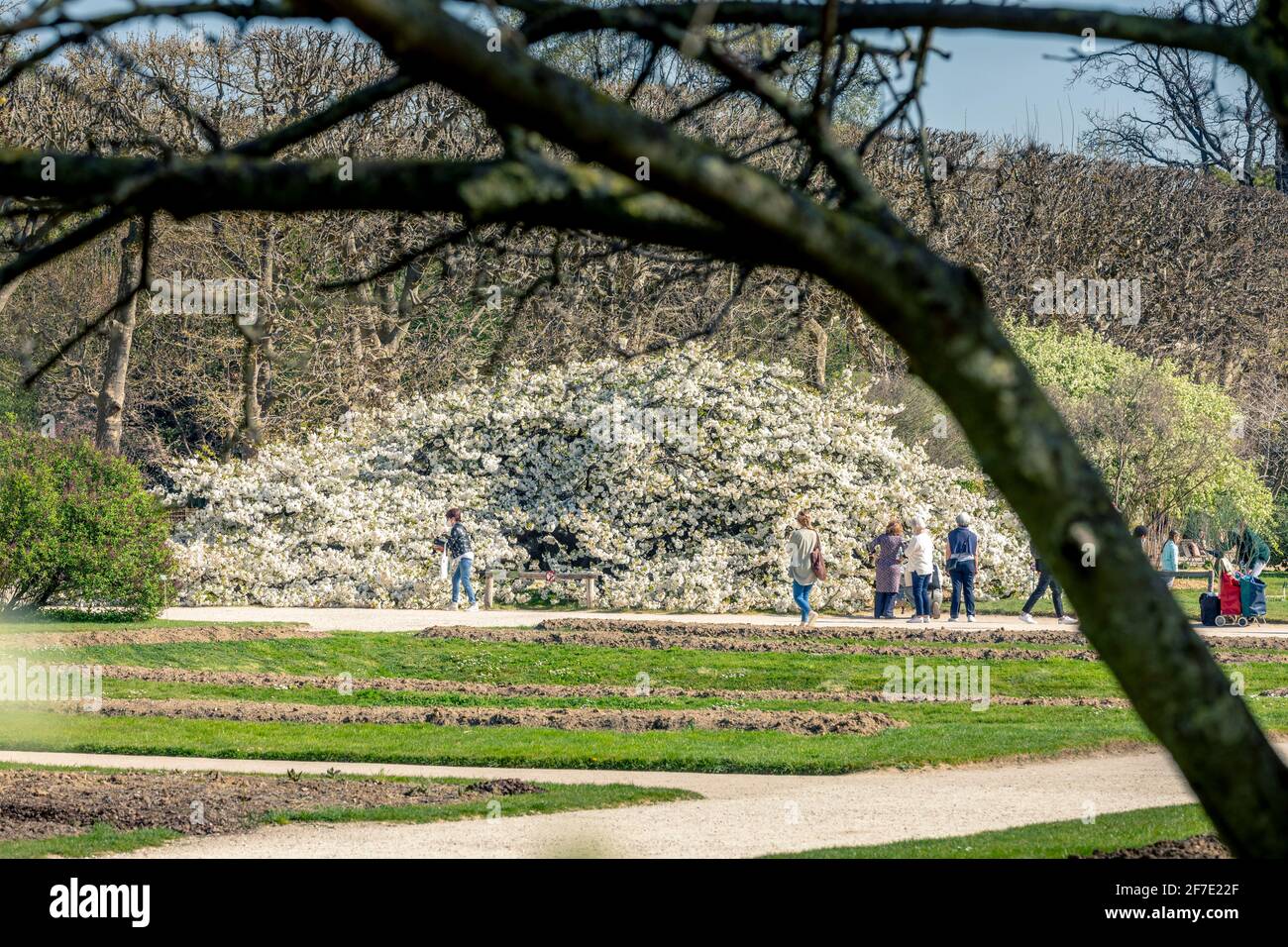 Paris, France - 31 mars 2021 : magnifique cerisier blanc en fleurs au jardin des plantes à Paris, le jour de mars au printemps ensoleillé Banque D'Images