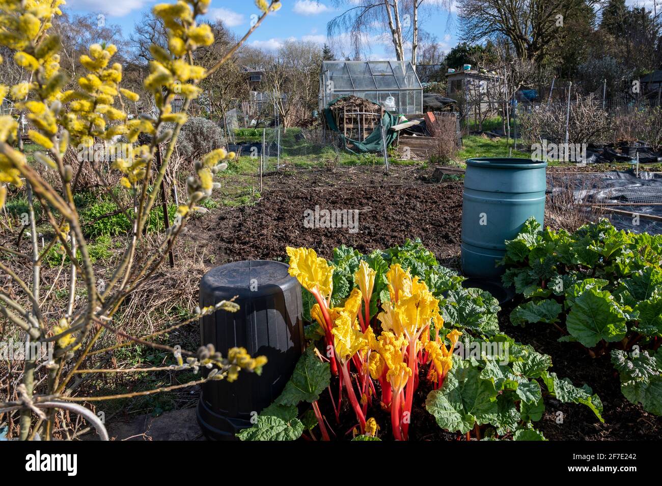 Un jour de printemps ensoleillé sur une allotissement (avec rhubarbe forcée cultivée sous une poubelle par rapport à la rhubarbe naturelle). Banque D'Images