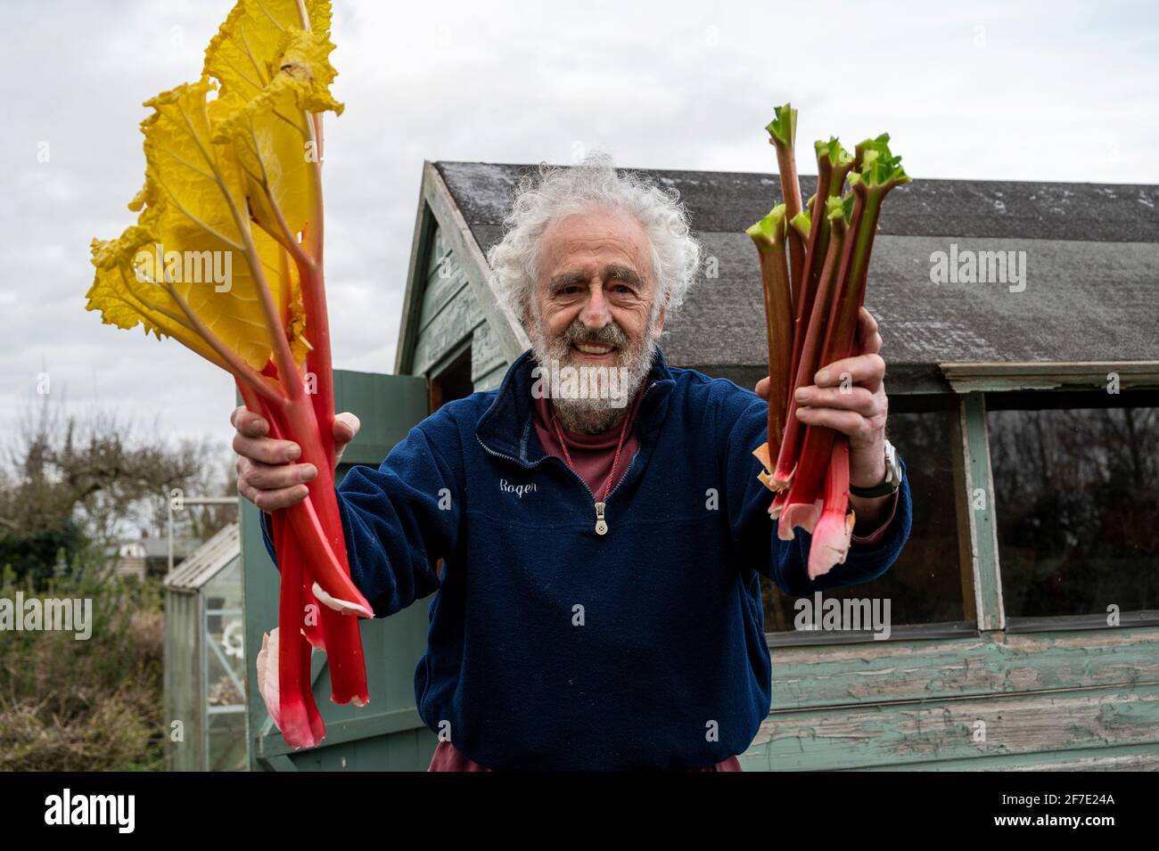 Un jardinier de lotissement tenant une rhubarbe forcée et naturelle au début du printemps. Banque D'Images