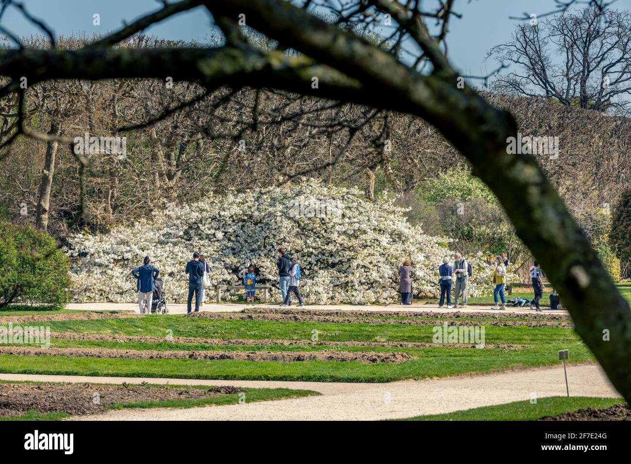 Paris, France - 31 mars 2021 : magnifique cerisier blanc en fleurs au jardin des plantes à Paris, le jour de mars au printemps ensoleillé Banque D'Images